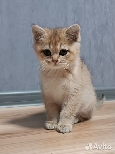 Золотая британская шиншилла