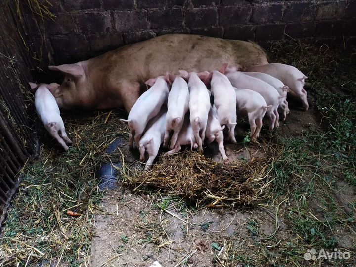 Поросята ландрас