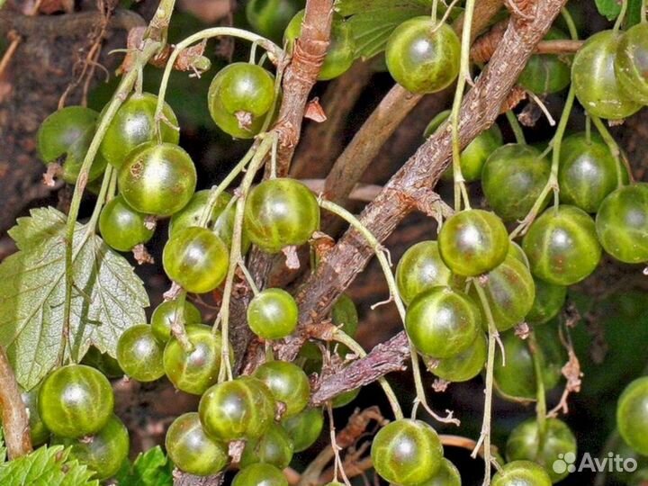 Саженцы зеленой смородины Изумрудное ожерелье