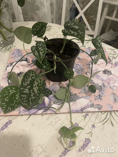 Сциндапсус пиктус