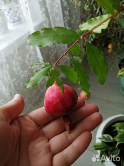 Гранат (комнатные цветы, растения)