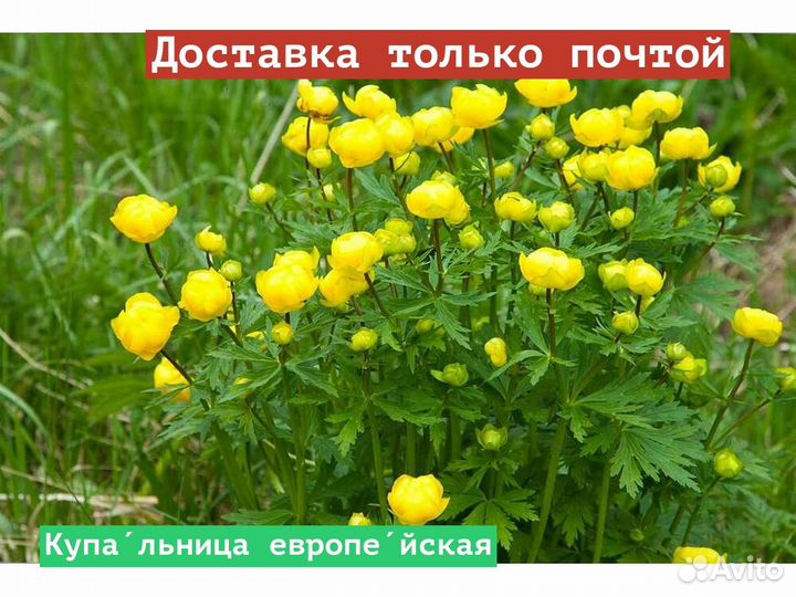 Купальница европейская