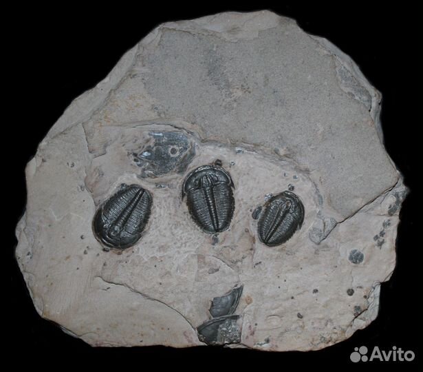 Трилобиты Elrathia kingii, Meek 1870