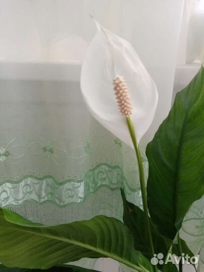 Комнатные цветы