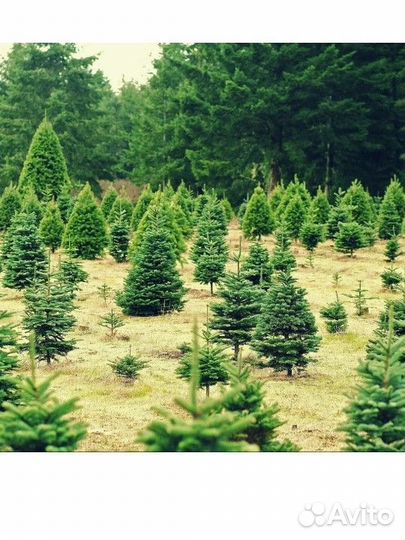 Сосны, туи, ели, любые саженцы и рассада
