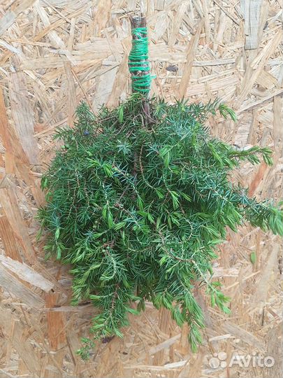 Дубовые веники для бани,сауны