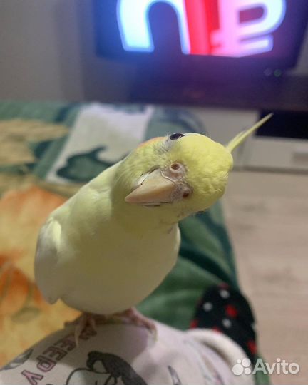 Попугай карелла самец