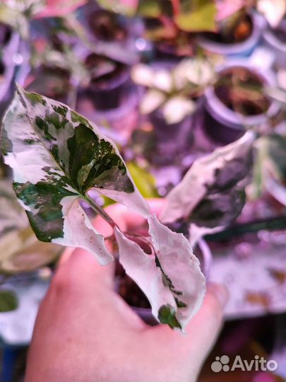 Сингониум жадэ,моттлед,Рэд Эрроу, Регина ред