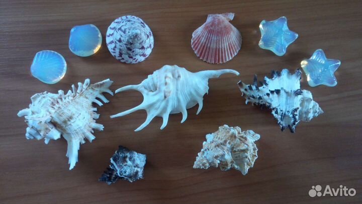 Морские ракушки раковины