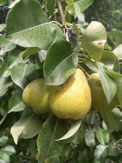 Дача 22 м² на участке 6 сот.