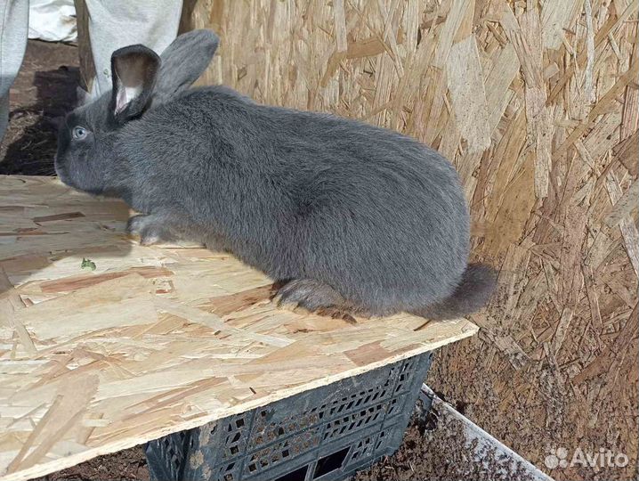 Кролики венский голубой, чёрный великан
