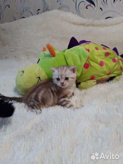 Шотландские вислоухие и прямоух котята.Есть выбор