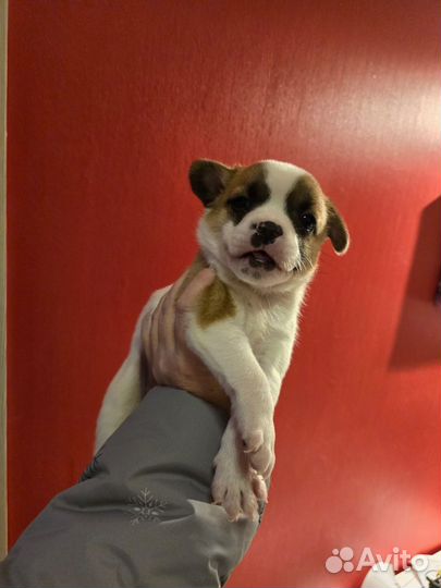 Отдам в добрые руки