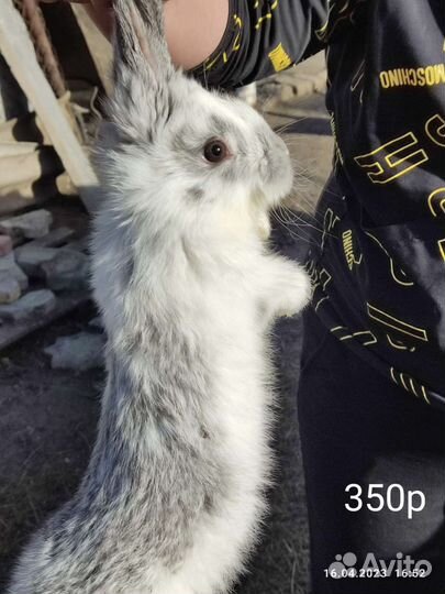 Кролики порода бабочки