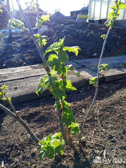 Саженцы смородины