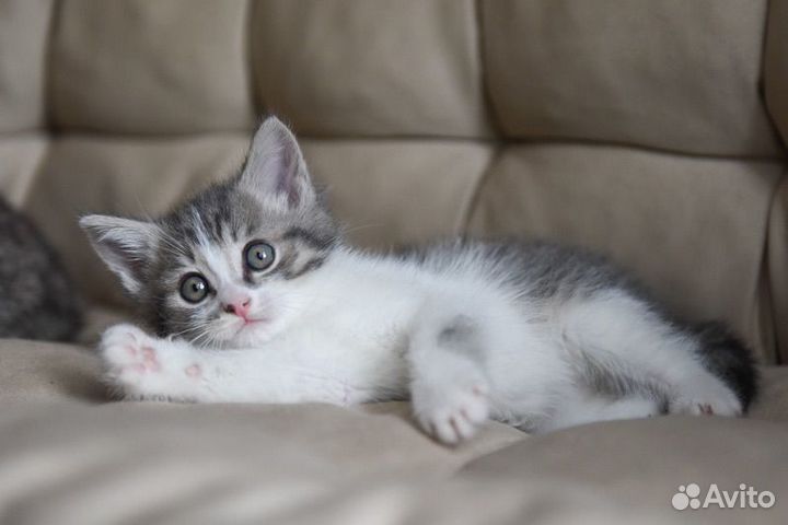 Котенок -мальчик, 1 месяц