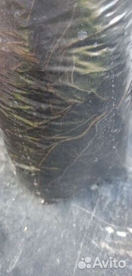 Ива шаровидный карлик (ниваки)