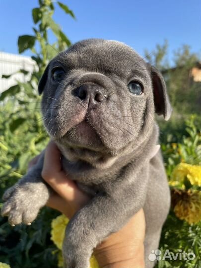 Французский бульдог голубой с изабеллой и какао