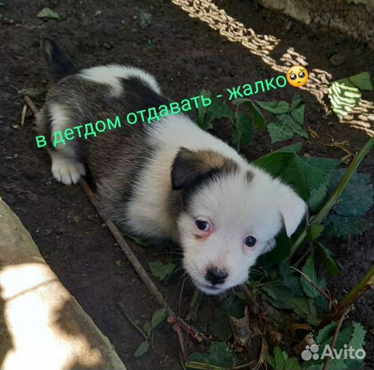 Собаки щенки бесплатно