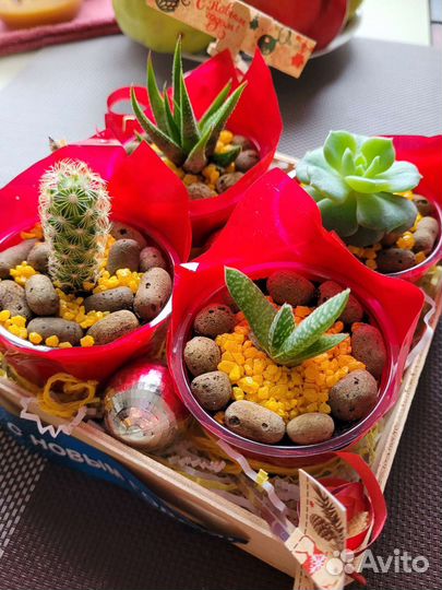 Кактусы и суккуленты