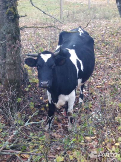 Корова дойная