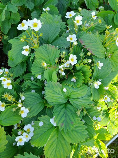 Рассада клубники и ремонтантной малины