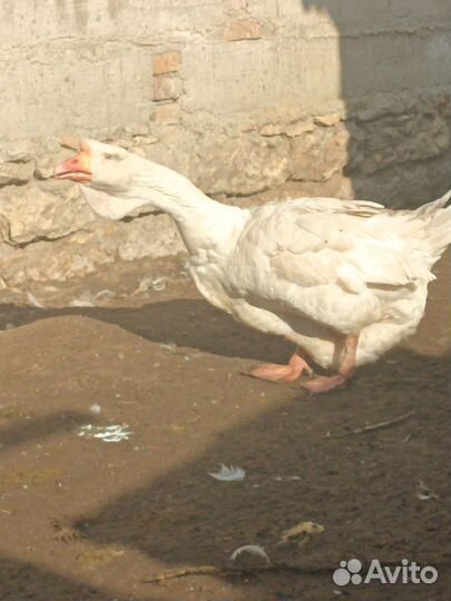 Индюки домашние