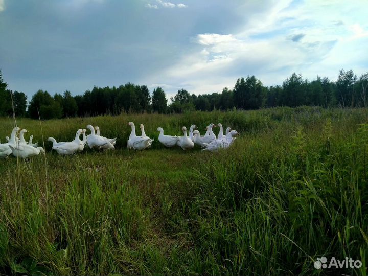 Натуральное домашнее мясо