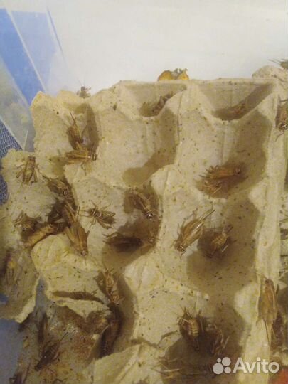 Живые насекомые (сверчки, тараканы, зоофобас)