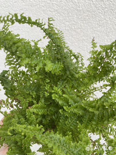 Папоротник Витале