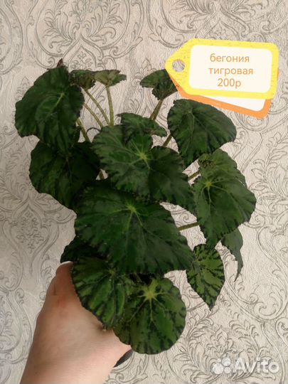 Продам цветы комнатные