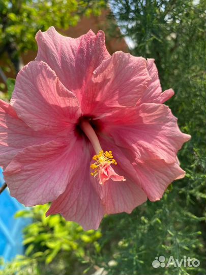 Гибискус комнатный Дабл Пинк