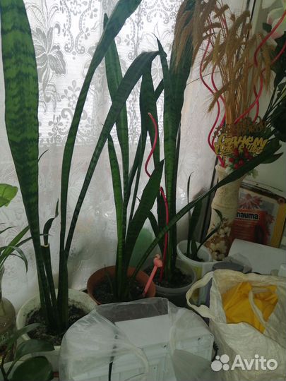 Сансервирия