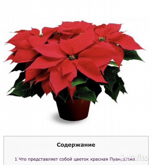 Пуансеттия