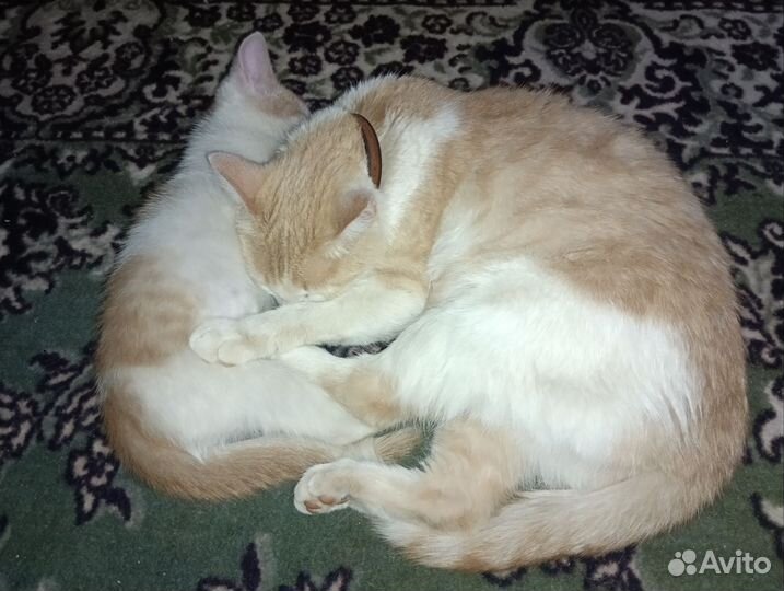 Кошка и котенок