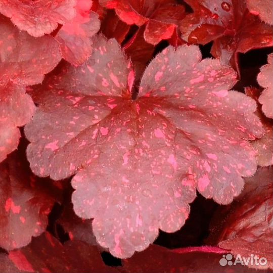 Черенки гейхер