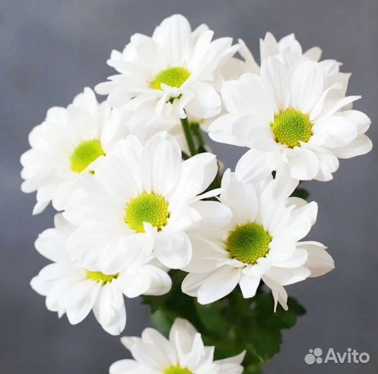 Хризантема ромашка цветы с доставкой
