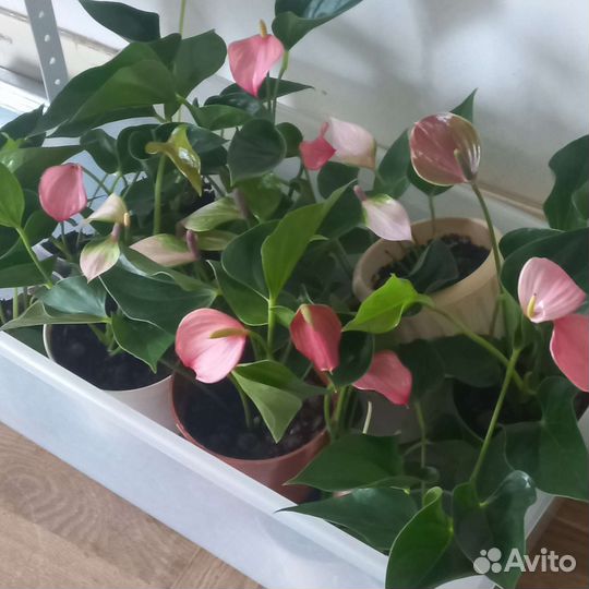 Растения До августа 25 неактуально