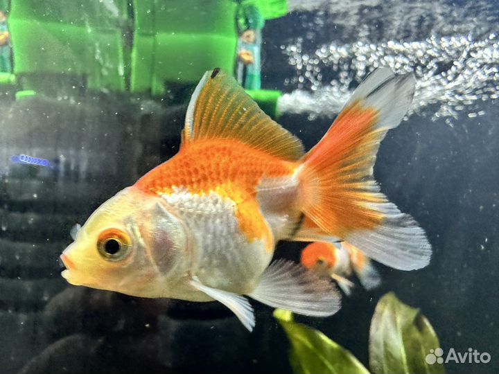 Аквариумные рыбки, корма, растения