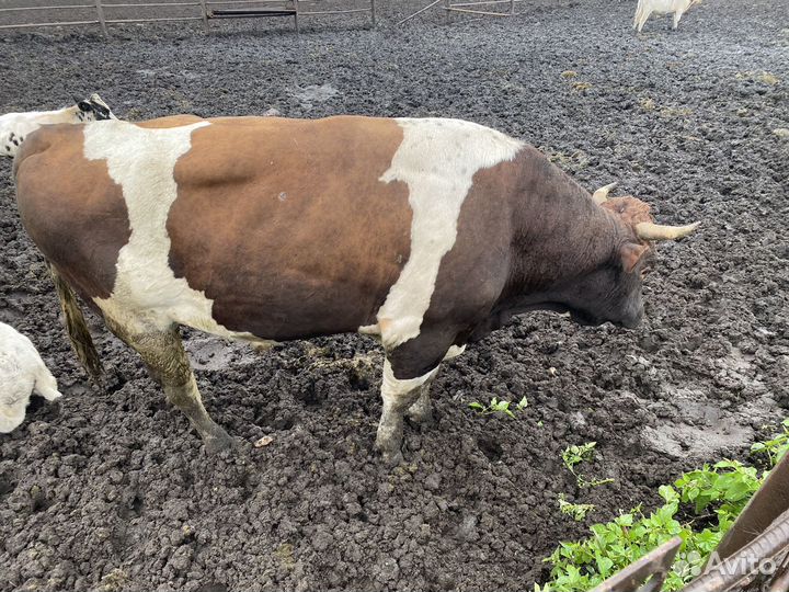 Быки на мясо, племя