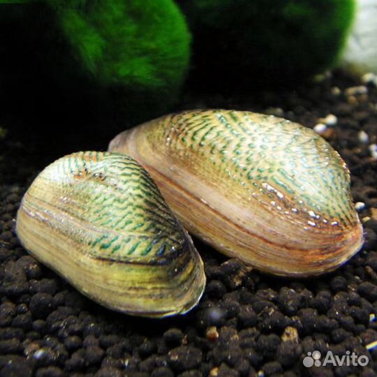 Улитка неретина зебра, леопард, билайн
