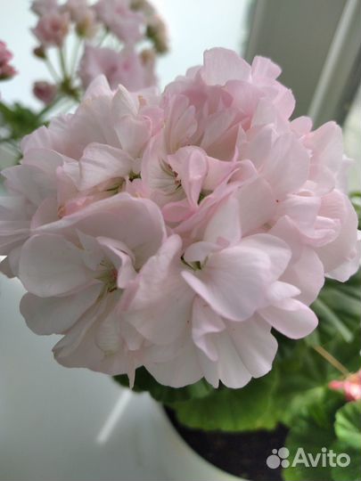 Пеларгония Dovepoint