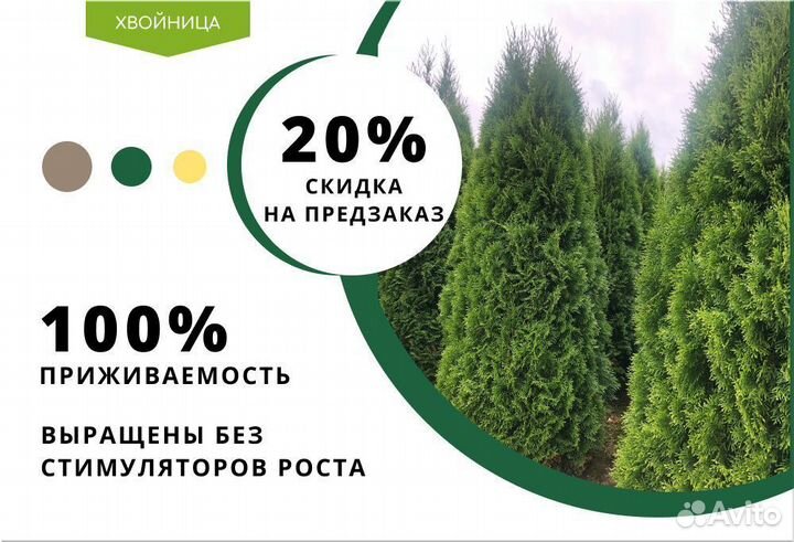 Туя Брабант 1,5 м