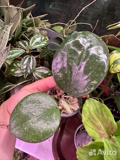 Хойя,часть 7