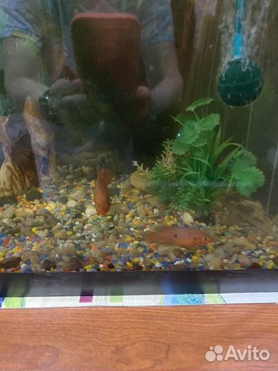 Хромис красавец