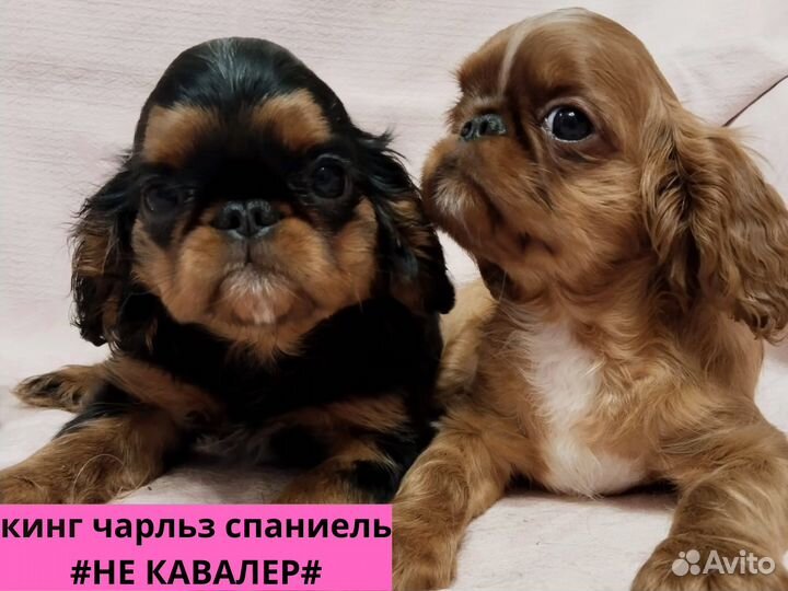 Кинг чарльз спаниель щенки