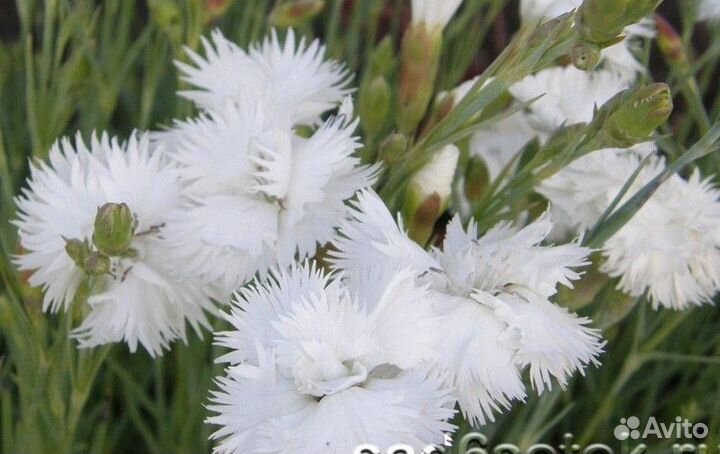 Гвоздика перистая сорт Дабл Уайт (Double White)