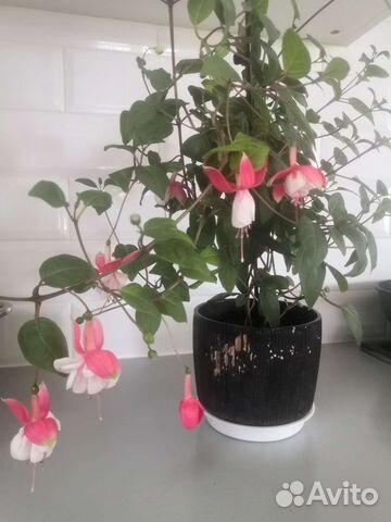 Фуксия сортовая