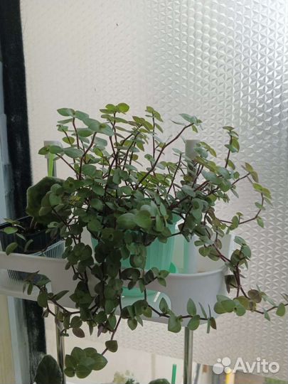 Каллизия мелколистная