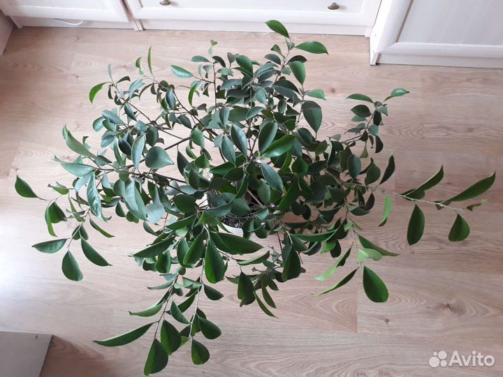 Фикус микрокарпа